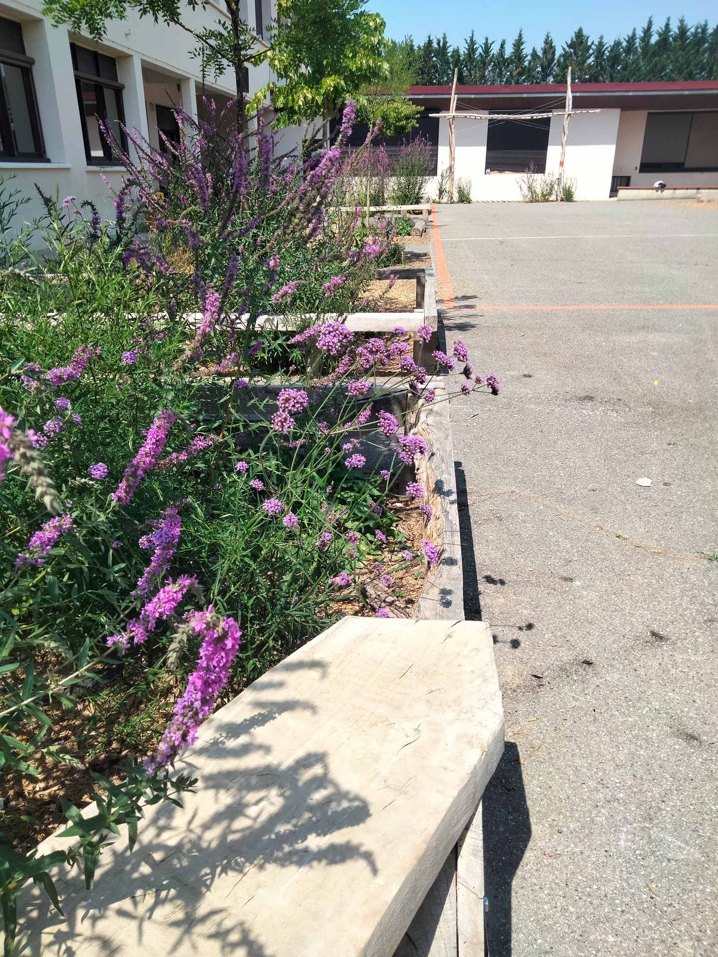 Cours d’école à Rieux-Volvestre (31) — photo 3
